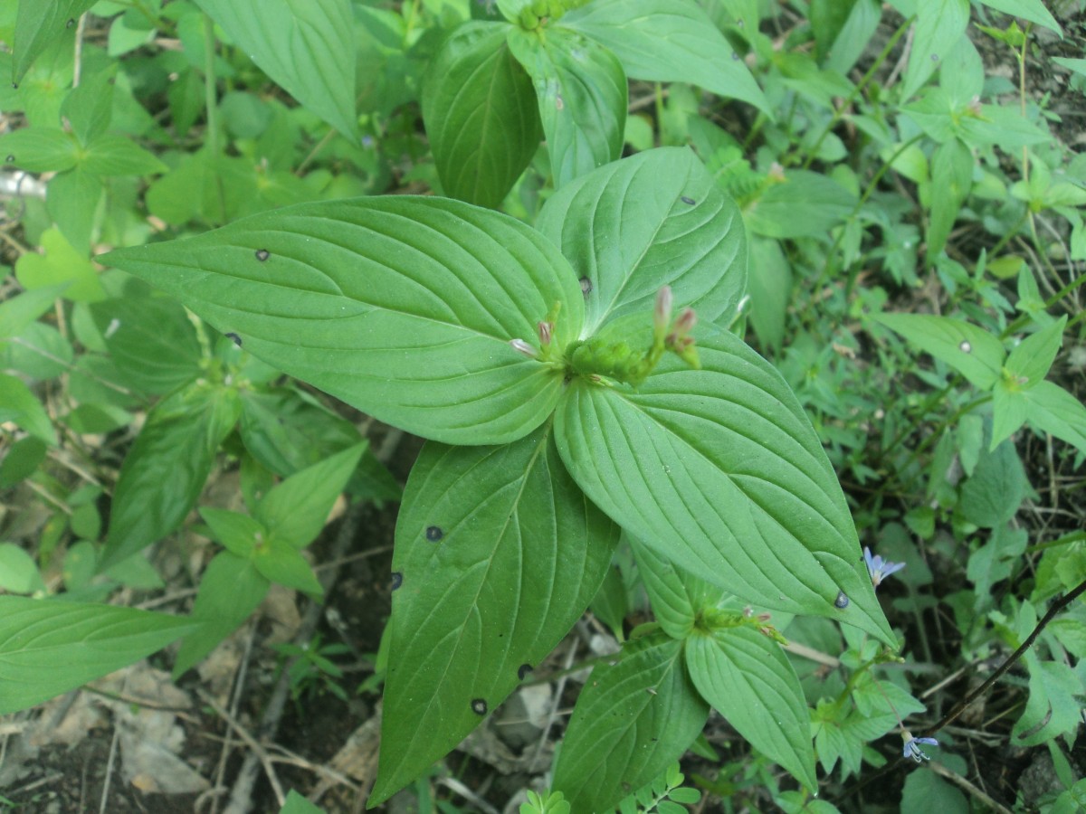 Spigelia anthelmia L.